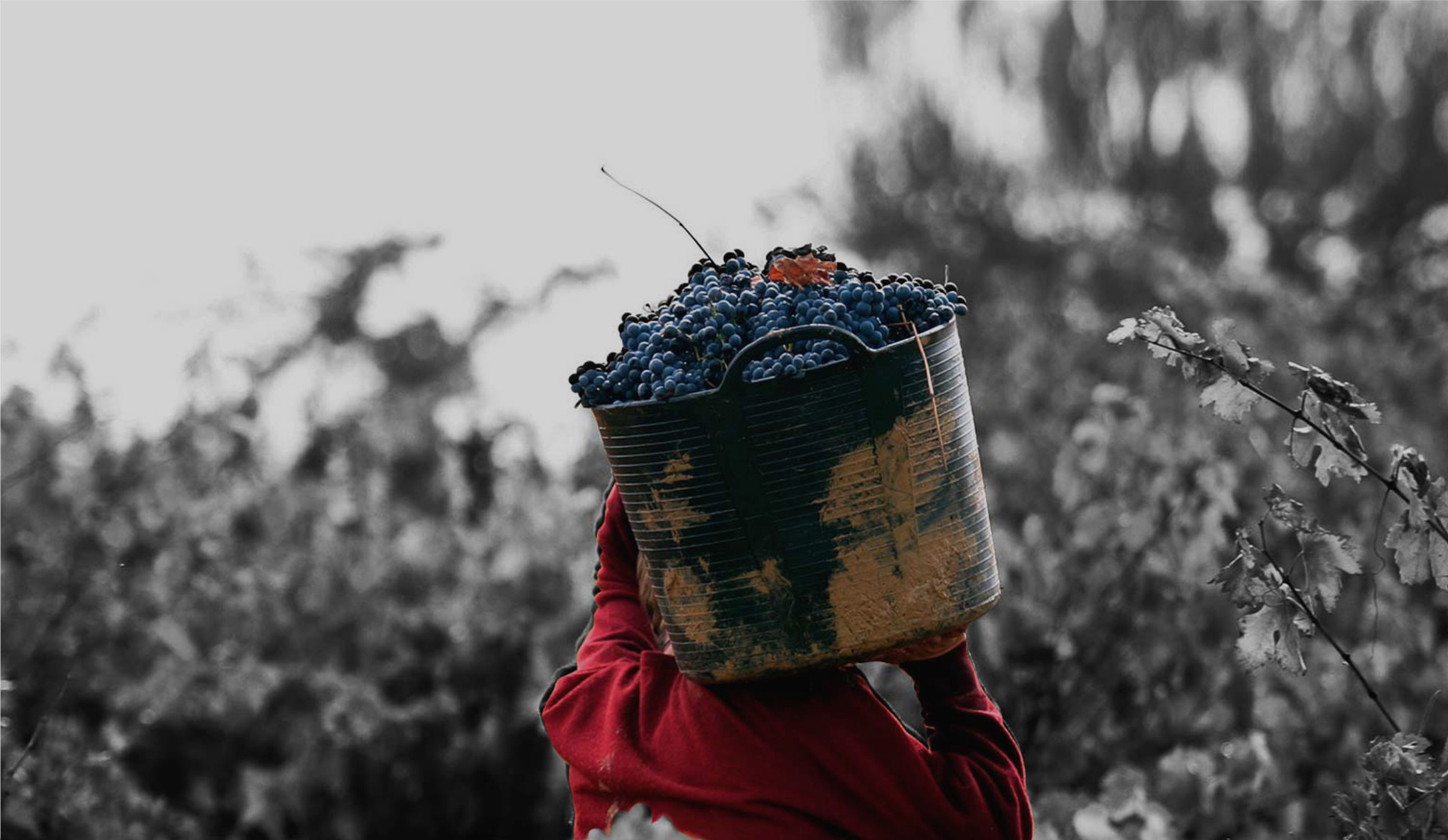 Banner Loma Larga Banner Loma Larga